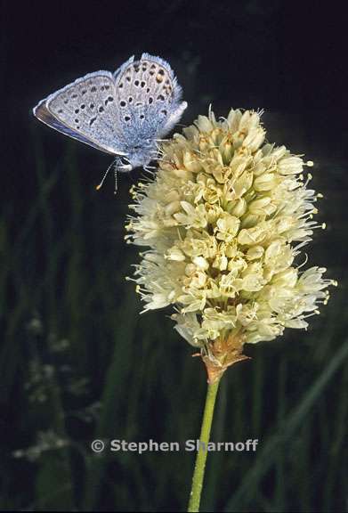western tailed blue graphic